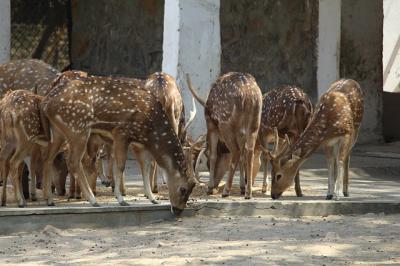 На Кадомской оленьей ферме ввели карантин по пастереллёзу животных