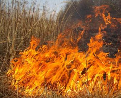 Рязанцев предостерегают от сжигания сухой травы