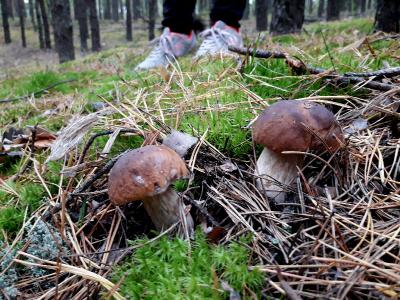 Роспотребнадзор напоминает рязанцам признаки отравления грибами