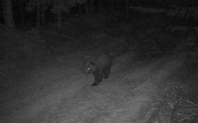 Медведь проснулся в Окском заповеднике под Рязанью
