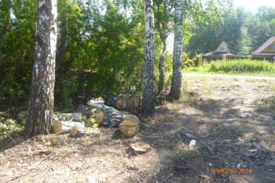 17 деревьев незаконно вырубили в Новосёлках Рязанского района