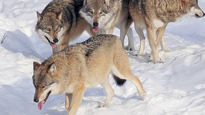 В рязанских лесах охотники отстрелили шесть волков