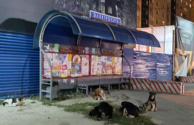 Рязанцы пожаловались на стаи бездомных собак на Касимовском шоссе