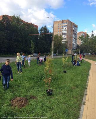 В Дашково-Песочне высадили 34 клёна