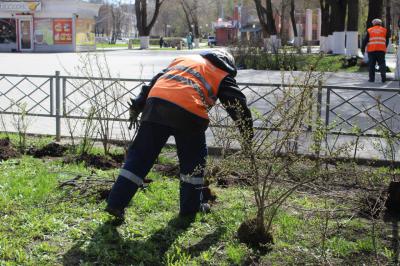 В центре Рязани высадили 55 кустов кизильника