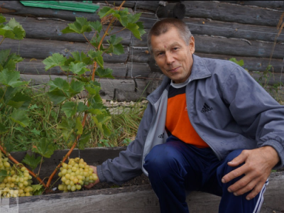 Житель Шацкого района вырастил удивительный виноград