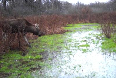 В Окском заповеднике залило любимую лужайку лосей