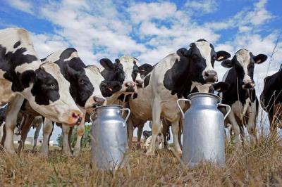 На Рязанщине увеличены ставки субсидий на молоко