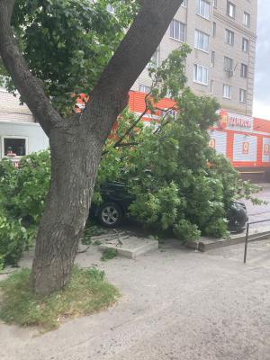 На улице Горького в Рязани дерево рухнуло на автомобиль