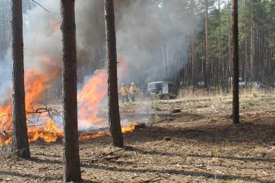 Леса Рязанщины сохраняют высокий уровень пожароопасности