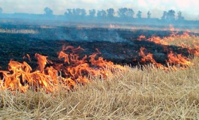 На Рязанщине введён запрет сжигания сухой травы на землях сельхозназначения и землях запаса
