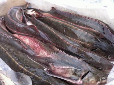 Рязанский гаишник отказался от 200 тысяч рублей взятки за провоз осетра