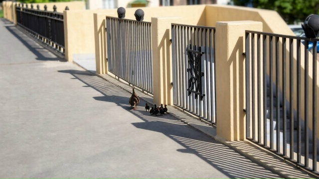 В центре Рязани сняли утку с утятами