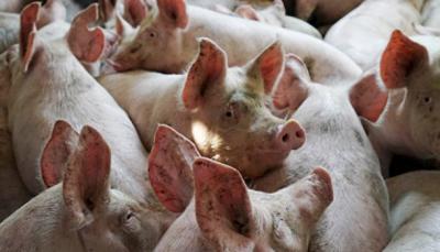 Рязанскую свинину не хотят покупать из-за АЧС