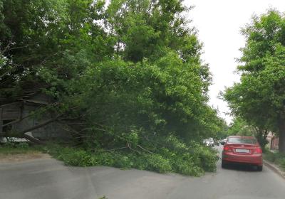На улице Чапаева в Рязани рухнуло дерево