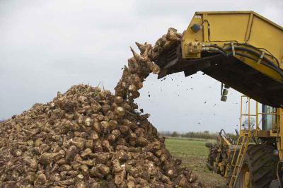 На Рязанщине собрали рекордный урожай сахарной свёклы
