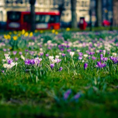 До конца мая в Рязани высадят 420 тысяч цветов