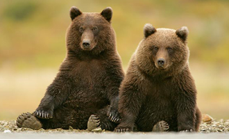 Двух медвежат из Нижнего Новгорода перевезут в Рязань