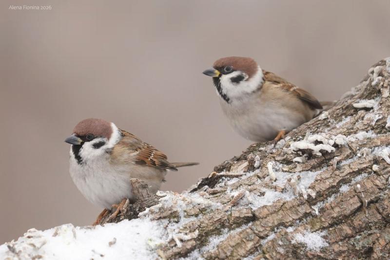 Рязанская область стала четвёртой в стране по количеству посчитанных воробьёв