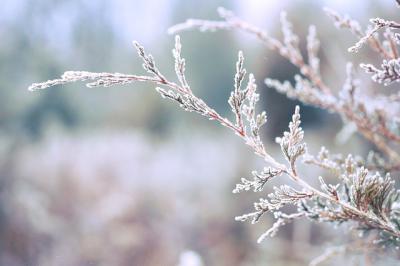В Рязанской области на следующей неделе будет морозно