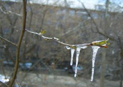 В Рязанской области ожидаются заморозки до минус 5 градусов