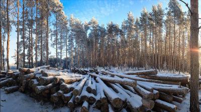 Шиловские «чёрные лесорубы» свалили деревьев на полмиллиона рублей