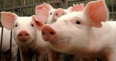 Отменён первый карантин по африканской чуме свиней в Рязанской области