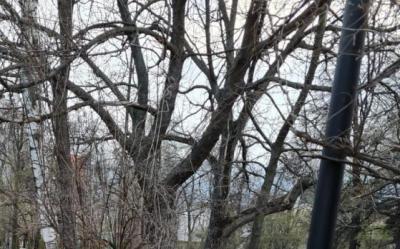 В Наташкином парке Рязани нужно снести ещё 50 сухих деревьев