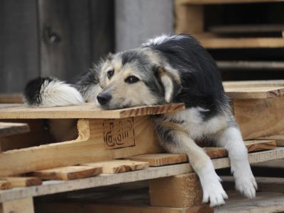 Сергей Карабасов поможет бездомным животным материально