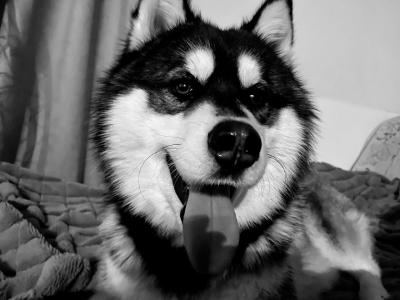 Рязанцы сообщили о расправе над домашней собакой в Клепиковском районе