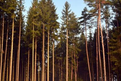 Рязанские леса обследовали на площади свыше 3,5 тысячи гектаров