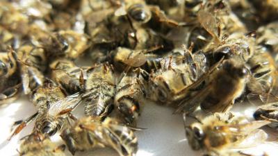 В Сараевском районе у пасечников погибли более сотни семей пчёл