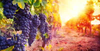 Россельхозбанк: В 2022 году производство и потребление отечественных игристых вин выросло на 25%