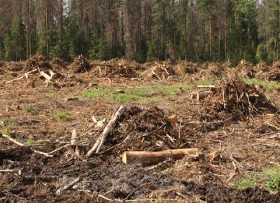 ОНФ нашёл нарушения при проведении порубочных работ в скопинском «Казённом лесу»