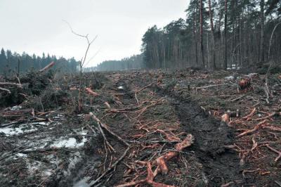 Группа чёрных лесорубов спилила полгектара леса в Клепиковском районе
