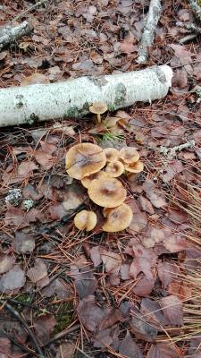 Рязанцы собрали грибы в последний день осени