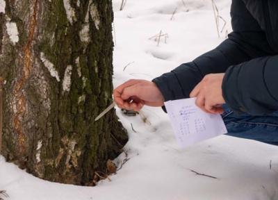 В ЦПКиО Рязани живых кладок непарного шелкопряда не обнаружено