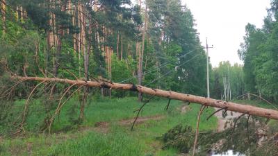 Под Рязанью по дороге в Лопухи дерево повредило провода