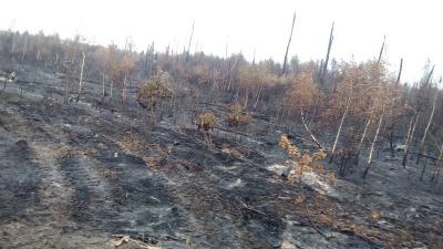 Лесной пожар в Рыбновском районе локализован