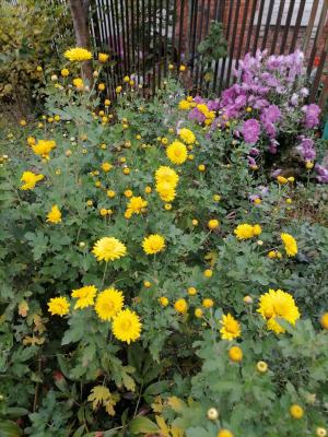 В Рязани подвели итоги конкурса «Цветущий ТОС – лето 2025»