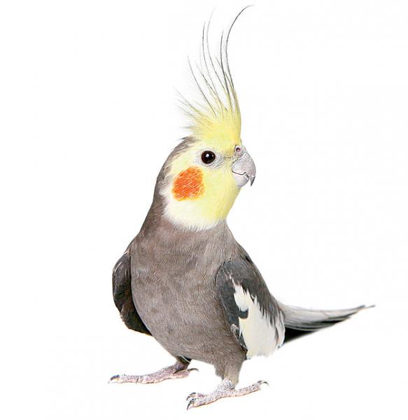 ЕмваСити - все объявления о покупке и продаже в городе Емва, сайт в Емве, последние новости Емвы, покупка и продажа квартир в Ем