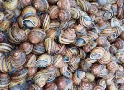 Рязанская компания начала выпускать пельмени с улиткой