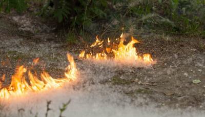 Рязанцев предупредили о пожароопасном тополином пухе