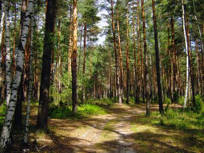 Началась подготовка изменений в правила землепользования и застройки в отношении Солотчи