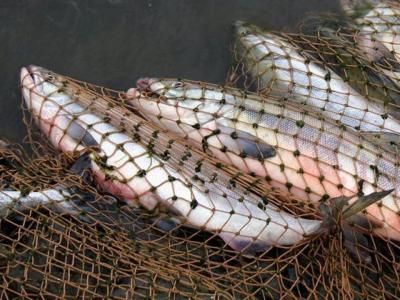В Спасском районе поймали рыбака-браконьера