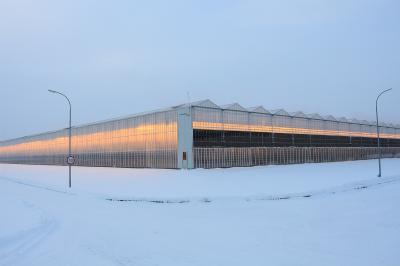 В Рязанском районе начнут выращивать до 3 тысяч тонн баклажанов