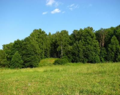 Участок Кадомского леса выставлен на аукцион для заключения договора аренды