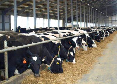 Рязанщина наращивает объёмы производства молока и мяса