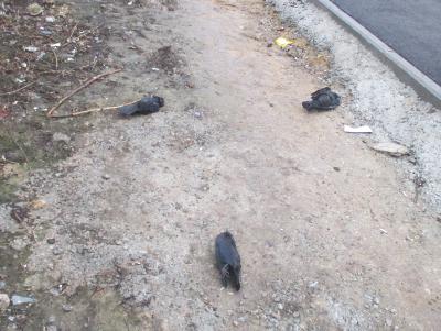 В Рязани обнаружили ещё несколько мёртвых птиц