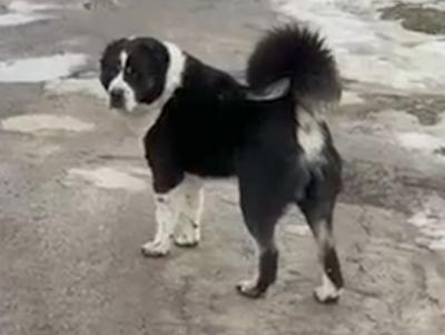 На улице в Рязани алабай загрыз маленькую собаку